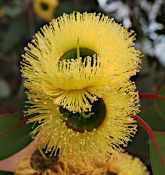 Lesueur NP Flower Mallee