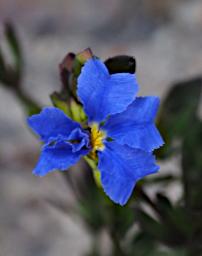 Flower Blue Lechenaultia Lechenaultia Biloba