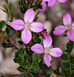 Flower Xxx Purple