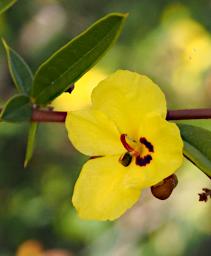 Fitzgerald NP Flower Xxx Yellow