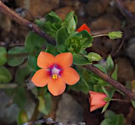 Fitzgerald NP Flower Xxx Orange