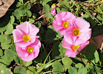 Coast Flower Xxx Pink