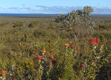Fitzgerald NP
