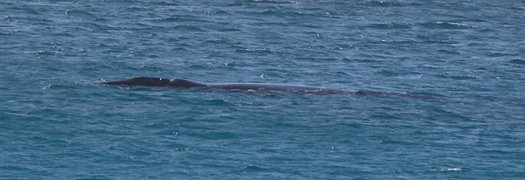 Southern Wright Whale