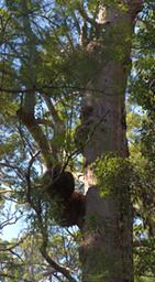 Walk In Trees