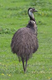 Emu