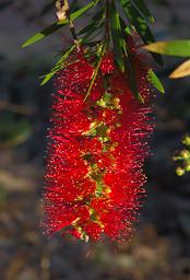 Flower Xxx Red