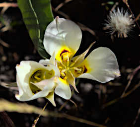 Flower Sego Lily