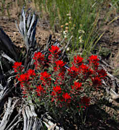 Flower Desert Paintbrush