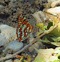 Butterfly Xxx Mylitta Crescent