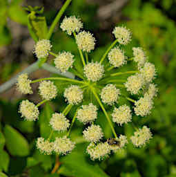 Flower Xxx White