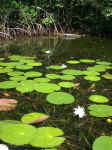 Water Lillies, Rio Titan
