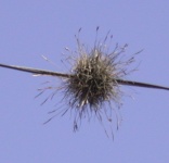 Fuzz Ball
