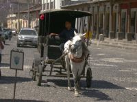 Horse Taxi