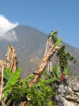 Bananas, Volcano San Pedro in background