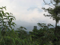 Coffee trees, Volcano Toliman in background