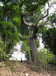 Tree House Tree