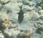 Queen Triggerfish foraging, Puddingwife