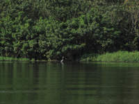 Heron
