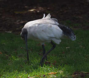 Australian White Ibis