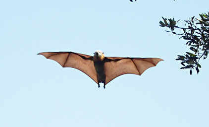 Fruit Bat Flying