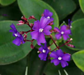 Xxx Purple Flower
