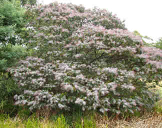 Xxx Flowering Tree