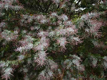 Xxx Flowering Tree