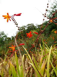 Xxx Flower