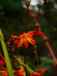 Xxx Flower