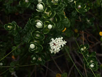 Xxx Flower