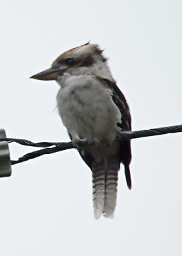 Kookaburra