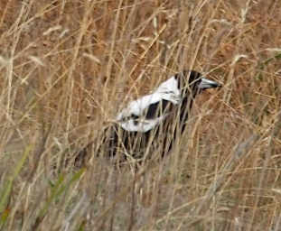 Tasmanian Magpie