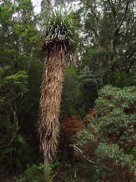 Man Fern