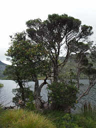 Silver Banksia