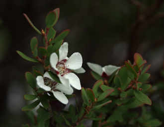 Xxx Flower