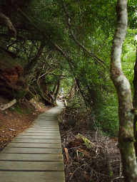 Boardwalk under an arch of trees