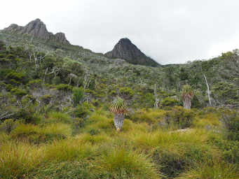 Man-ferns beneath Cradle Mountain