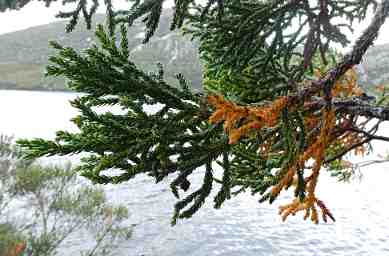 Orange needles