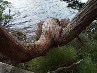 Forest Giant's Seat
