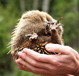 Frapps holding Echidna