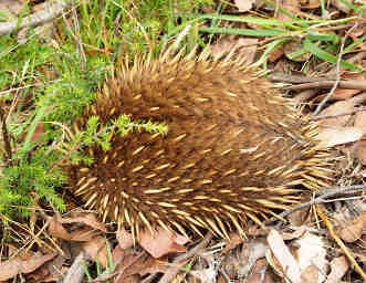Echidna