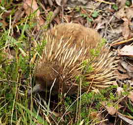Echidna