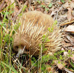 Echidna