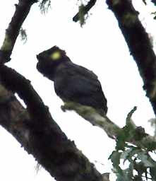 Black Cockatoo