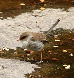 Superb Fairy Wren (Female)