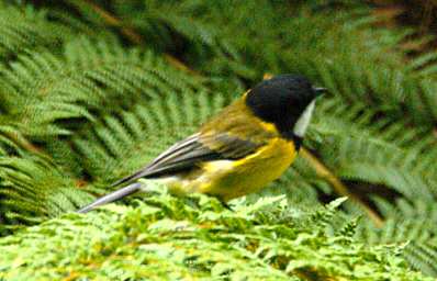 Golden Whistler
