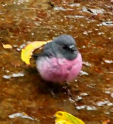 Pink Robin