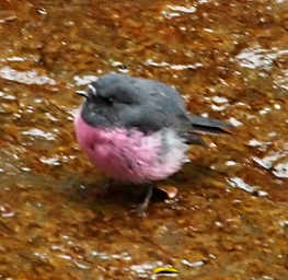 Pink Robin
