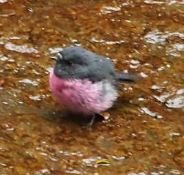 Pink Robin